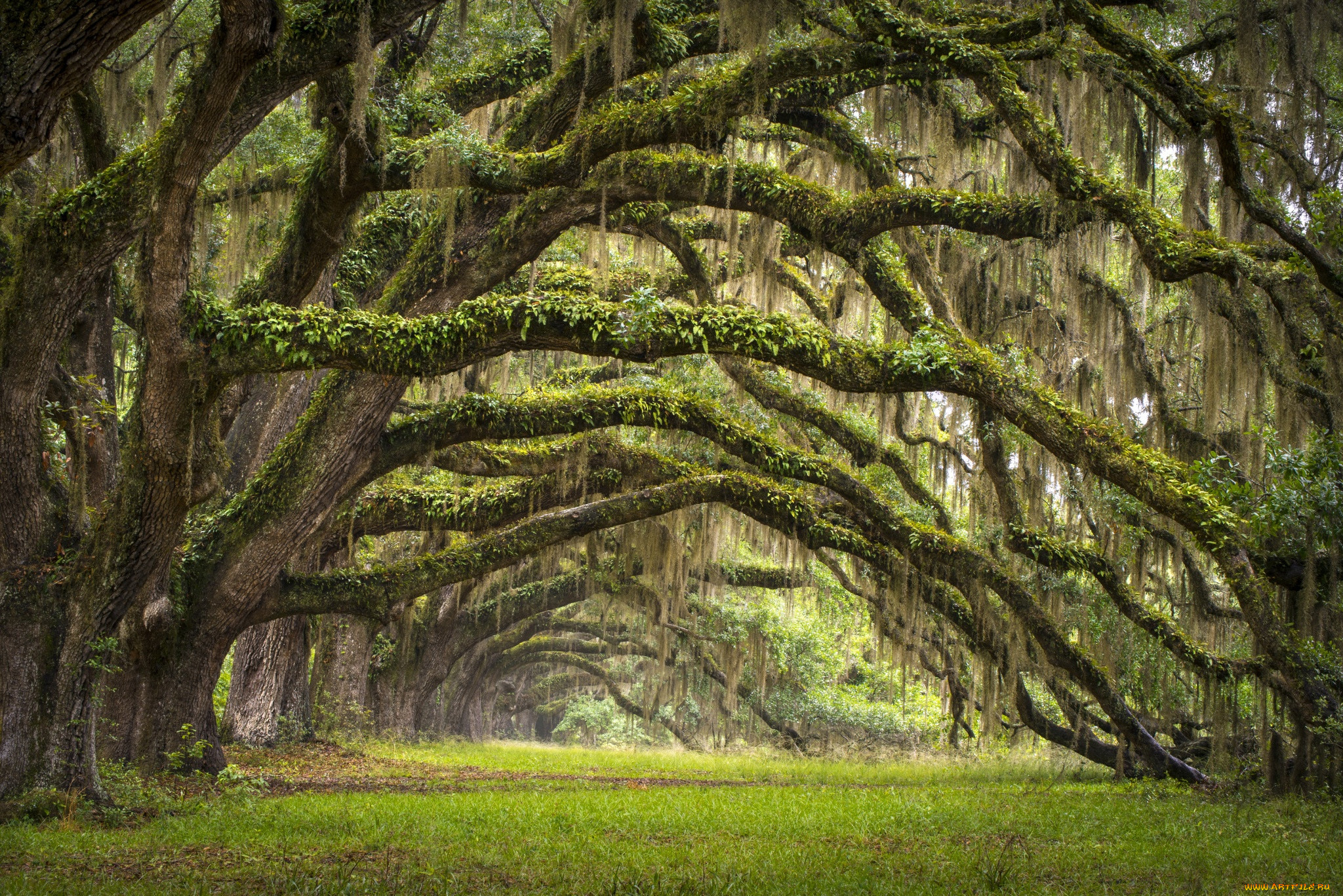 Штат Южная Каролина природа дубовая аллея